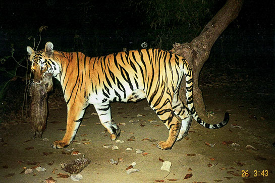 Infra-red cameras confirm the Dhanwateys faith that: &acirc;If barren patches of land are forested simply by protecting them and encouraging endemic species to take root, wild habitats for animals will regenerate automatically.