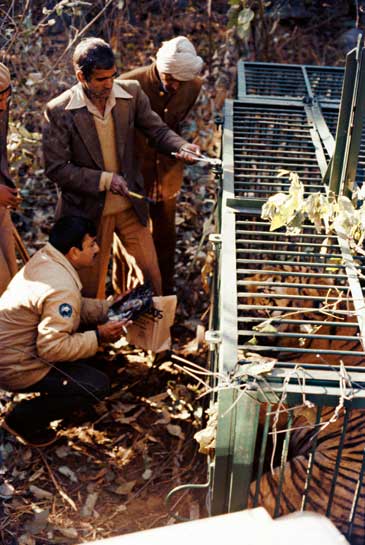He is seen here kneeling next to a cage in which he helped the park authorities trap a problem tiger several years ago.