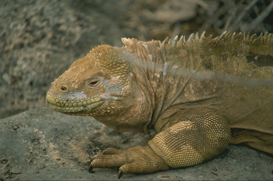 The drive to explore, see and understand the vast, wide and wild world of nature led Sir David Attenborough to give up a sedentary job so he could travel to places like the Galapagos Islands to see creatures such as this marine iguana, written about by Darwin.