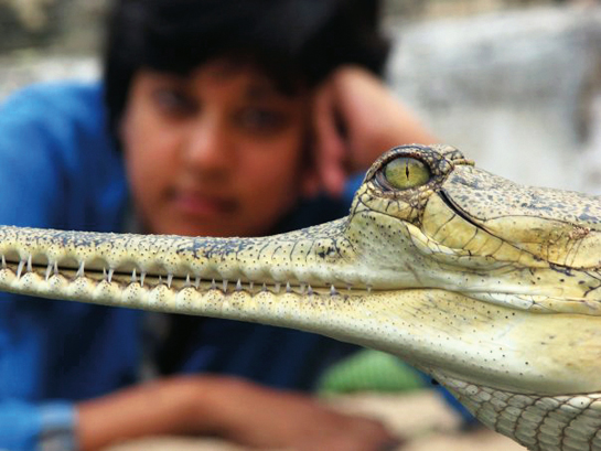 Journalists on the environment beat, says Bahar Dutt, need to be just as robust and credible as those who report on politics, health and development and must go beyond pretty pictures to reveal the underbelly of conservation to be truly powerful and make a difference.