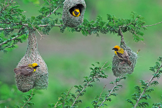Zafar Futehally's Newsletter for Birdwatchers inspired hundreds of young nature lovers to develop a sustained interest in ornithology.