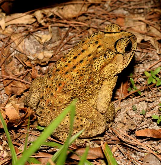 The skin of toads like the common Indian toad performs several interesting functions, including the absorption of water, and the secretion of disagreeable substances to dissuade eager predators. Additionally, the skin of the male common Indian toad turns yellowish in breeding season, to attract females.