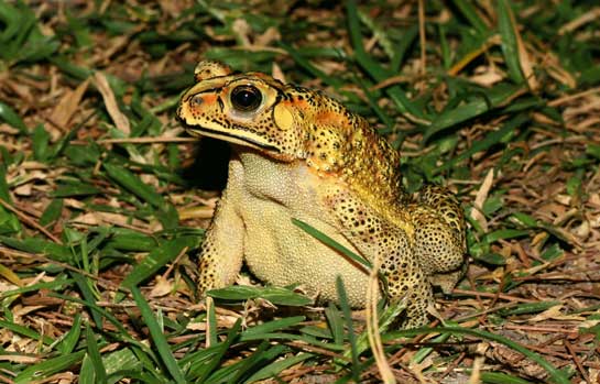 Although the colouration of the common Indian toad varies greatly from specimen to specimen, this species is usually medium to large sized with numerous black-tipped, horny warts spread all over the body. The underside or belly of the toad is lighter, usually whiteish in colour.