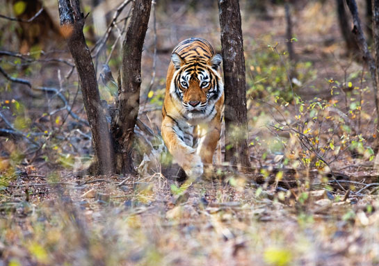 His first commitment was always to protecting tigers, which took precedence over everything else.