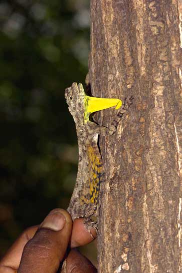 The bright yellow patagium of the flying lizard is supported by six ribs, and, when open, allows the lizard to glide across distances of up to 20 m. This is one of the only times the critter can actually be seen! The bright yellow patagium of the flying lizard is supported by six ribs, and, when open, allows the lizard to glide across distances of up to 20 m. This is one of the only times the critter can actually be seen!