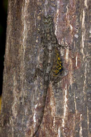 The flying lizard is non-venomous and measures about 95 mm. in length from snout to tail. The yellow appendage seen here on its throat is only found in males and is used ot get the attention of females.