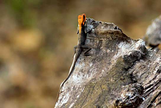The forest calotes does not possess a gular pouch (the fold of skin extending between the chin and neck of most other lizard families). The approximate length of this lizard is 75 mm.