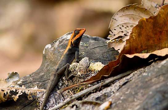 The forest calotes is an agamid lizard (also called dragon lizards!), found in the Western Ghats of India, is characterized by its fire-red snout and forehead.