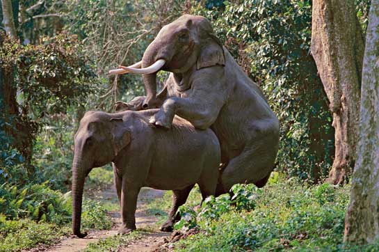 Only male Asian elephants have tusks and they have therefore become the vicious target of poachers. The sex-ratio imbalance will lead to a very serious genetic diversity problem, possibly heading towards the gradual &acirc;loss' of the &acirc;tusk gene' altogether, if the species somehow outlasts the illegal trade.