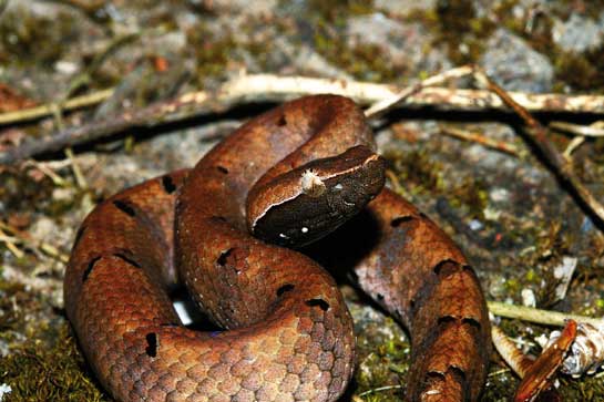 The hump-nosed pit viper is a highly venomous snake that is found in regions of Sri Lanka and India and grows to lengths of upto 60 cm.