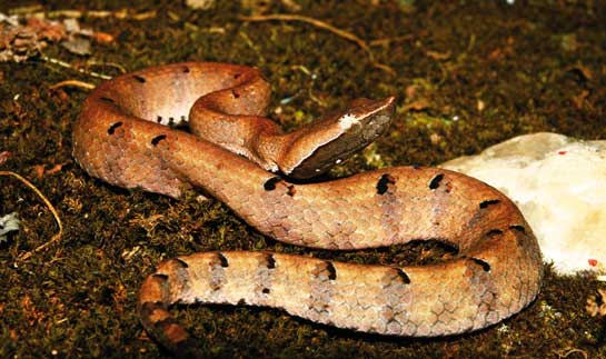 The hump-nosed pit viper is quite secretive, residing in deep forests and usually hunting at night.