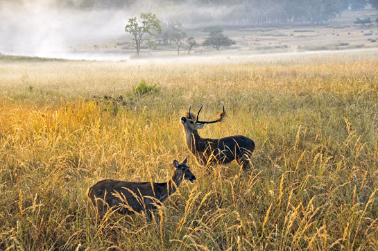Manglu was born in Kanha, home of the hardground barasingha deer, and died there after spending a lifetime protecting this wilderness haven.