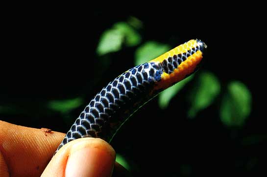 Shieldtail snakes are usually small snakes, and not overly vicious either. They prefer to remain in leaf litter or hidden in earthy holes from where they emerge to ambush their prey.