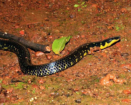 The large-scaled shieldtail is named this way because of the large, keratinous, rigid scale, like a shield, at the tip of its tail. This particular species of shieldtail is fairly common across India.