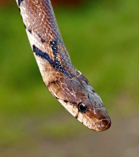The adult montane trinket snake, also known as the collared trinket snake can grow to lengths of up to one metre, and kill their prey by a strategy of repeated biting and constriction.