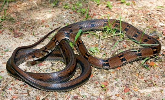 The brown and black variegated colouration of the montane trinket snake serves the purpose of camouflage for this slender reptile. Although the species is non-venomous, it is known to be quite aggressive.