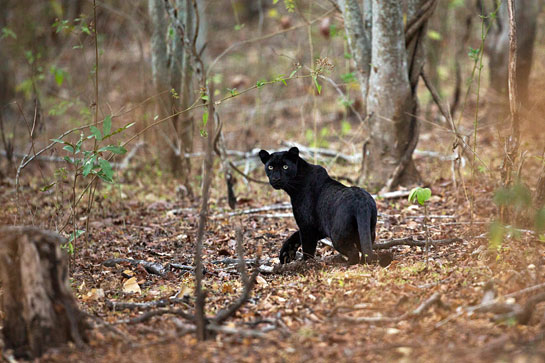A black leopard seen in the Mudumulai Tiger Reserve, Tamil Nadu.