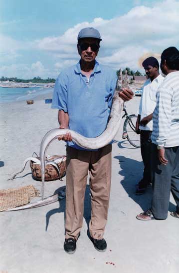 A fierce defender of India's natural ecosystems, S. Rangaswami (seen here at Kodikkarai, Gulf of Mannar) taught his students that locals and conservation went hand in hand. A fierce defender of India's natural ecosystems, S. Rangaswami (seen here at Kodikkarai, Gulf of Mannar) taught his students that locals and conservation went hand in hand.