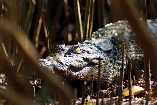 Mugger crocodiles show a preference for habitats with slow-moving, shallow waters, including mangroves, marshes, ponds, and lakes rather than fast flowing rivers.