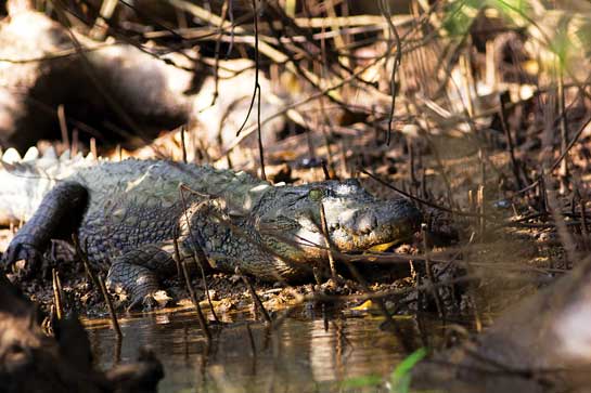 Mugger crocodiles have been reported grow to up to 4 m. in length! The average length of mugger males is 3.05 m., while that of the female is 2.45 m.