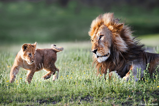 For African lions, Panthera has established Project Leonardo that aims to preserve lions in key populations across their habitat.
