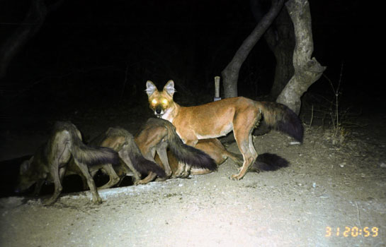 The tiny, two-metre, saucer-shaped waterhole set up by the Dhanwateys in 2001 on their small seven-acre holding on the edge of the Tadoba Tiger Reserve is used like a timeshare by an incredible diversity of wild animals including these dholes.