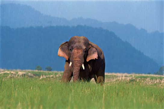 A dramatic image of Red Ear, an elephant that the author came to know well. Good wildlife photographs are possible only when the photographer places himself in the thick of action.