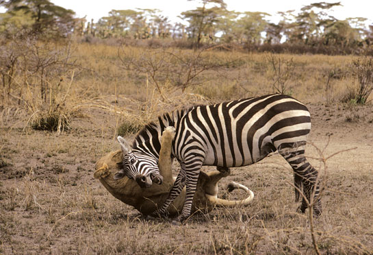 A lioness pulls down a zebra at the Serengeti National Park in Tanzania in 1967, just one of thousands of special moments that Dr. Schaller has recorded in the wild.