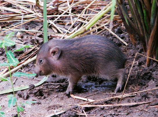 The pygmy hog (baby) is an incredible creature, the only member of the genus Porcula. It's so diminutive (55 to 71cm-long) that most people do not even know it exists!