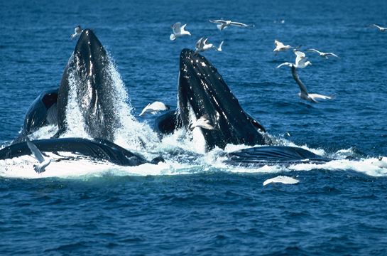 Wildlife fimmakers have been successful in their efforts to instill appreciation and respect for life forms such as these humpbacked whales in the minds of viewers. This, Sir David believes, will win support to save species and habitats.