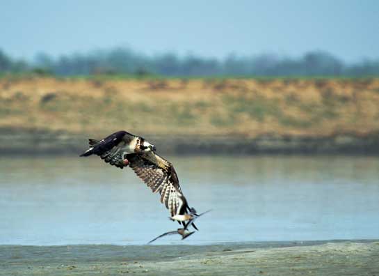 A rare image of an Osprey buzzing its potential prey.