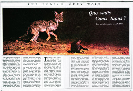 This opening double spread image was printed in the 1982 issue of Sanctuary Asia. S.P. Shahi, meticulous to a fault, spent two weeks working with the Editor on the article.