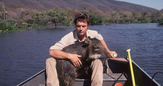 Dr. Schaller with a friend, a white-lipped peccary Tayassu pecari while researching jaguars in the rainforests of  Brazil in 1978.