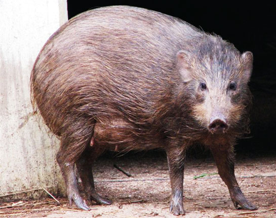 The pygmy hog (mother) is an incredible creature, the only member of the genus Porcula. It's so diminutive (55 to 71cm-long) that most people do not even know it exists!