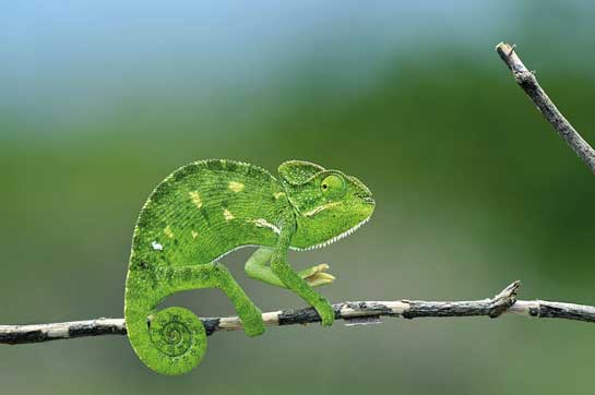 A young chameleon is fair game for birds.