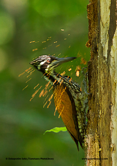 Sub-species of the Greater Flameback Woodpecker come in different colours! However, all of them have golden to dark-brown backs and wings, and all adult males have a red crown. Sub-species of the Greater Flameback Woodpecker come in different colours! However, all of them have golden to dark-brown backs and wings, and all adult males have a red crown.