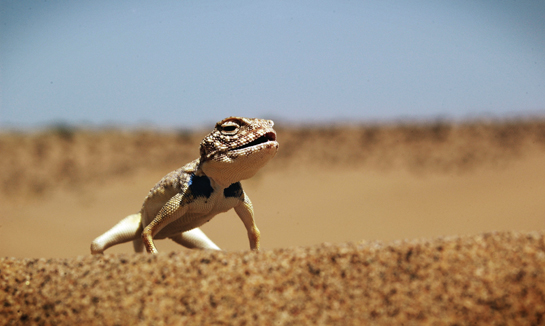 Keerthikrutha shot this image of a toad agama Phrynocephalus laungwalansis, in the Desert National Park. She is studying to be a trained ecologist.