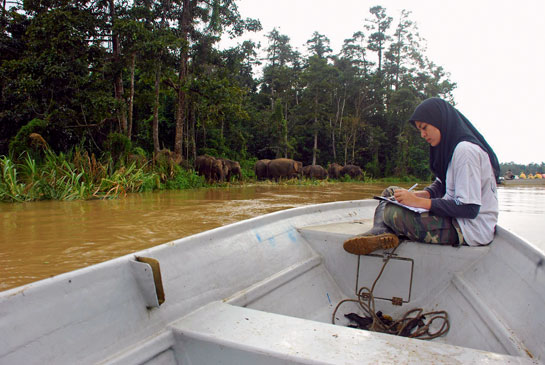 Author Nurzhafarina Othman observing Bornean elephants in their pocket-sized forest in Lower Kinabatangan as they arrive to slake their thirst and bathe in the Kinabatangan river.