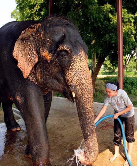 Seen here volunteering in Elephant Haven, Cara says: &acirc;I see contempt from a large section of the conservation fraternity towards people interested in animal rights and welfare but I for one don't believe that the two are mutually exclusive of each other.
