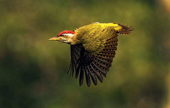 The Streak-throated Woodpecker has gorgeous olive-green upper parts. The male has red crown feathers, while the female has blackish ones.