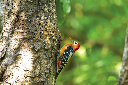 Ants can comprise more than 60 per cent of the Rufous-bellied Woodpecker's diet! The males in this species have bright red foreheads. Do you think this one is a male or female?