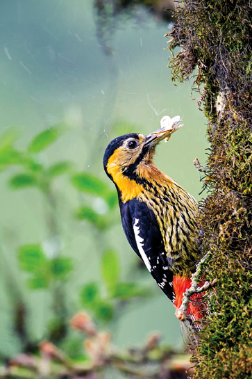 The Darjeeling Woodpecker has black upper parts, and a beautiful, long âmoustache'-like black marking, too. The male also has a red patch on its nape. The Darjeeling Woodpecker has black upper parts, and a beautiful, long âmoustache'-like black marking, too. The male also has a red patch on its nape.