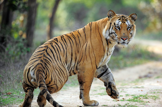 Roheet fondly calls Jai (above) the superstar of Umred and believes that it was tigers like Jai and Chandi who helped convince him that the forest of Umred was worth fighting for.