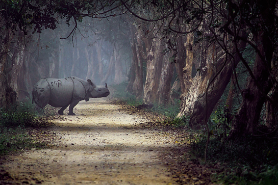 Despite the poaching syndicates that are a constant threat, rhinos thrive in Kaziranga thanks to a diligent forest force. But without on-going support this situation could quickly be reversed.