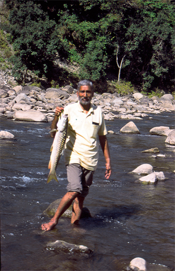 A.S. Negi promoted catch and release tourism in the Ramganga river as a conservation strategy for the golden mahseer. He was disappointed when the government later banned the programme. A.S. Negi promoted catch and release tourism in the Ramganga river as a conservation strategy for the golden mahseer. He was disappointed when the government later banned the programme.