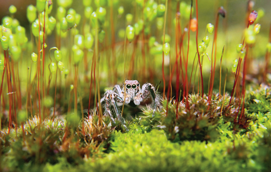 A jumping spider Plexippus paykulli patiently waits for prey. Superb hunters, they are the apex predators of the macro world.