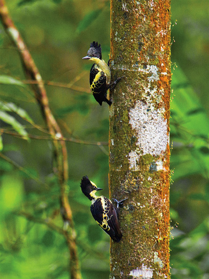 The Heart-spotted Woodpecker can be recognised by, you guessed it, the heart-shaped spots on its pale shoulder feathers! It has a large crest, but a short tail. The Heart-spotted Woodpecker can be recognised by, you guessed it, the heart-shaped spots on its pale shoulder feathers! It has a large crest, but a short tail.