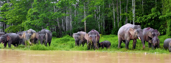 Kinabatangan is Sabah's longest river and is home to around 250 Bornean elephants that migrate from upriver in Batu Puteh to Abai. Lower Kinabatangan was classified as a wildlife sanctuary in 2005 and is now a tourism hotspot.