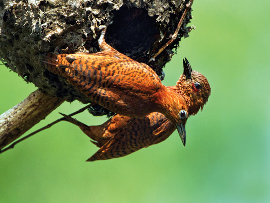 The Southern Rufous Woodpecker builds its nest inside the nest of black tree ants! Though woodpeckers eat ants and ants can eat birds' eggs, these two species live together peacefully!