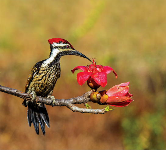 This is the Black-rumped Flameback Woodpecker. It is named for the black patch above its tail feathers, but it also has a black throat with fine white markings.